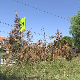 Зашто тује вену и у двориштима и у парковима