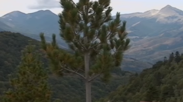 Сива зона у туризму - на губитку и грађани и држава