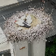Колонија рода у Новом Саду бележи нове рекорде Колонија рода у Новом Саду бележи нове рекорде