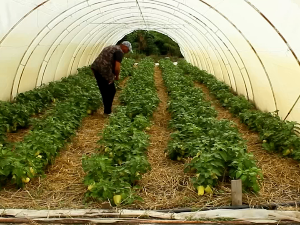 Зрењанин: Зашто цене поврћа не падају?