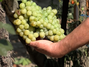  У Долову задовољни родом грожђа