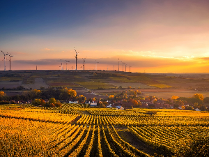 1001 Траг – Зашто ми се виногради суше