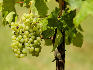 1001 Траг – Ај, берем грожђе