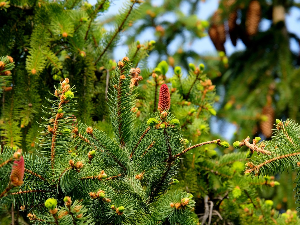 1001 Траг – Боса Мара Босну прегазила