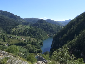 Како је Јосиф Панчић на обронцима Таре пре 150 година открио до тада непознату врсту четинара