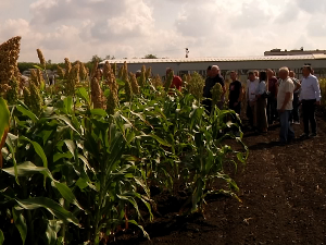 На огледним пољима код Бачког Петровца представљене могућности  и предности гајења сирка