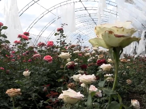 Руже из Доње Јајине код Лесковца стижу до Русије и Холандије