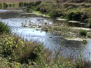 Због суше угрожене аутохтоне врсте риба у Топлици