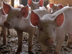 У Србији вирус афричке куге свиња активан у четири округа,  како се спроводи контрола 