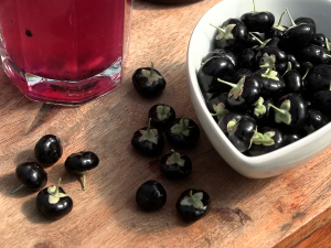 Панчево: У стакленику Марјановића добро родиле гоџи бобице