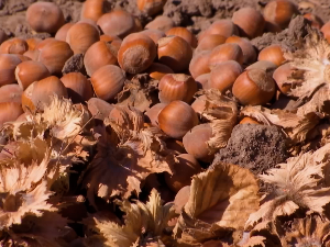 Бечеј: Лешници све траженија извозна роба