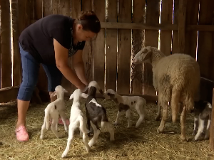 У Клењу у Мачви овца ојагњила петоро јагњади