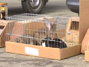 Берза ситних животиња 