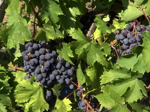 Берба грожђа у Топoли