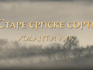 Еко минијатуре/ старе српске сорте-Ходајући лук