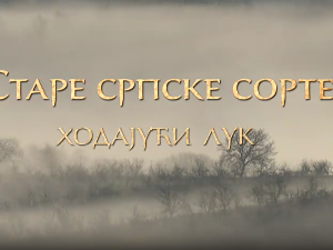 Еко минијатуре/ старе српске сорте-Ходајући лук