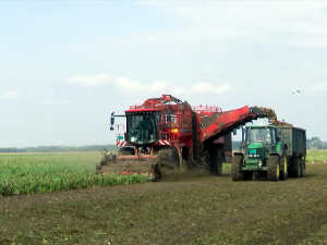 Вађење и прерада шећерне репе