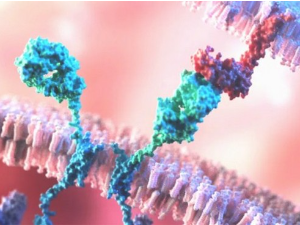 Регулаторне Т ћелије