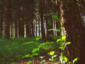 Еколошки магазин