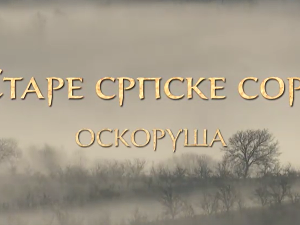 Еко минијатуре/ старе српске сорте-Оскоруша