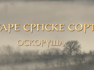 Еко минијатуре / старе српске сорте-Оскоруша