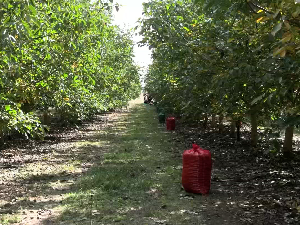 Плантажа ораха у Kачареву Плантажа ораха у Kачареву
