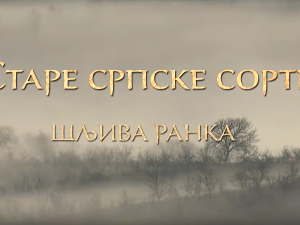 Еко минијатуре/ старе српске сорте-Шљива Ранка