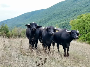 Опстанак биволица на нашим просторима