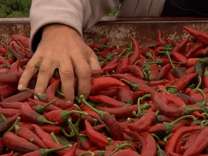 Гајење зачинске паприке