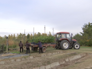 Стање расадника у Каћу Стање расадника у Каћу