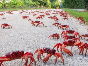 Милиони краба на улицама Божићног острва Милиони краба на улицама Божићног острва