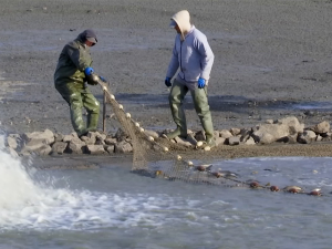 У рибњацима средњег Баната почео излов рибе