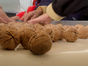 Торњош на северу Бачке: Зашто је гајење ораха једно од сигурнијих улагања?