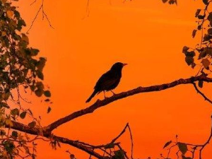 Еко минијатуре: Птица на длану - Ветрушка