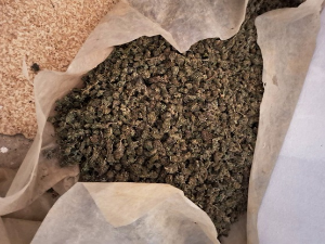 МУП: Заплењено 200 килограма марихуане код Лознице, сумња се да има и више (MUP) МУП: Заплењено 200 килограма марихуане код Лознице, сумња се да има и више