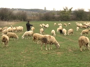 Хибридни производи од меса створени у Земуну – храна која чува и здравље и планету Хибридни производи од меса створени у Земуну – храна која чува и здравље и планету
