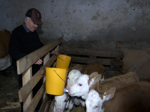 Крава Беба отелила Санелу, Kасандру, Бокија и Декија 