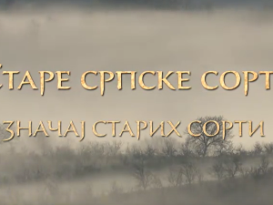 Еко минијатуре/ старе српске сорте-Значај старих сорти