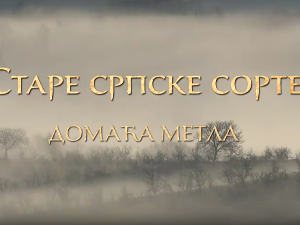 Еко минијатуре / старе српске сорте-Домаћа метла