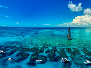 Изумрли од топлоте океана – крај коралног покривача Флориде (Инстаграм принтскрин) Изумрли од топлоте океана – крај коралног покривача Флориде