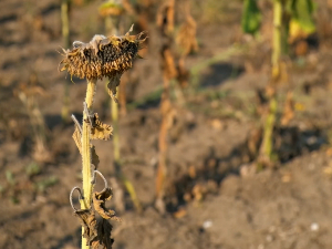 Дијалог о климатским променама: Утицај на економију мери се у десетинама милијарди евра Дијалог о климатским променама: Утицај на економију мери се у десетинама милијарди евра