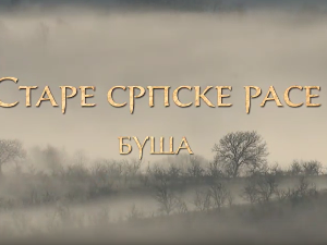 Еко минијатуре/ старе српске расе-Буша