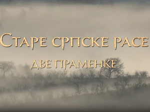  Еко минијатуре/ старе српске расе-Две праменке