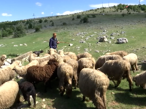Пројекат спасавања пиротске праменке