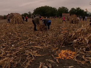 "Кукурузијада", такмичење у брању кукуруза на старински начин
