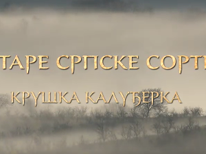 Еко минијатуре/ старе српске сорте-Крушка калуђерка