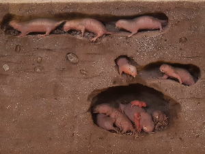 Тајна дугог живота крије се под земљом – шта можемо да научимо од голих кртица