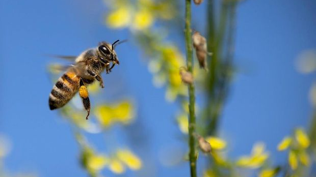 Еко минијатуре: Зоофобија - Пчеле и осе