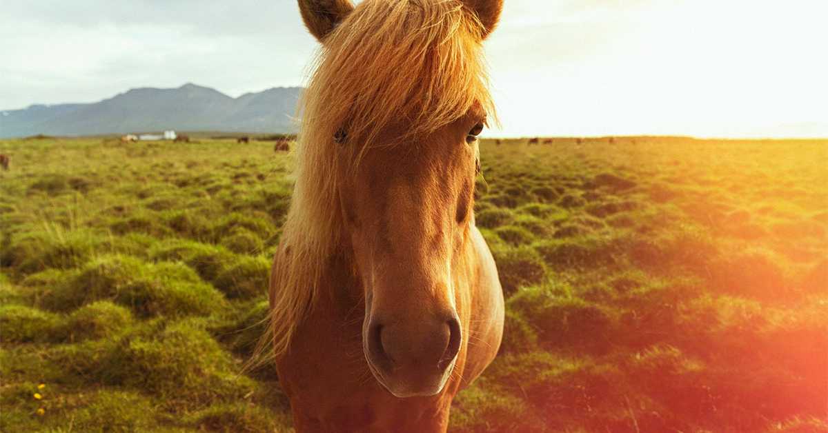 Коњи заиста могу да намиришу наш страх, открива нова студија