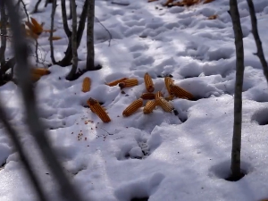 Хранилишта на Голији спас за дивљач током тешких зимских услова